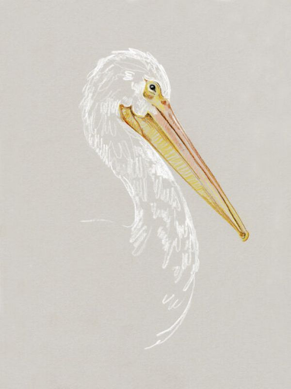 PHOTOWALL / Bright Pelican Sketch II (e336575)