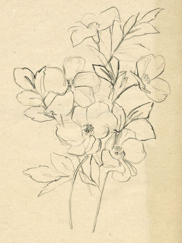 PHOTOWALL / Contour Flower Sketch (e336711)