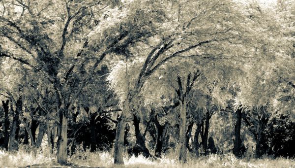 PHOTOWALL / Forest BW (e338857)