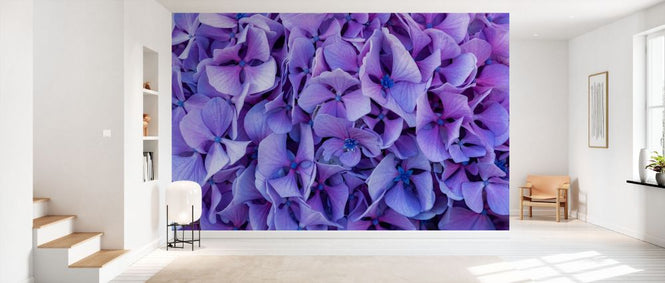 PHOTOWALL / Hydrangea Flowers (e338859)