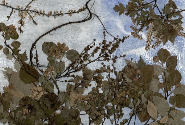 PHOTOWALL / Trees (e338915)
