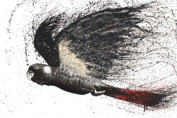PHOTOWALL / Fearless Black Cockatoo (e338670)