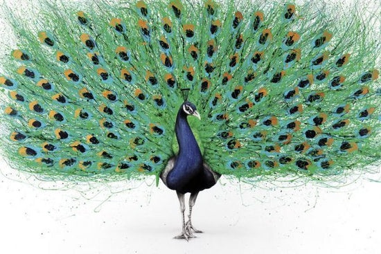 PHOTOWALL / Proud Peacock (e83853)