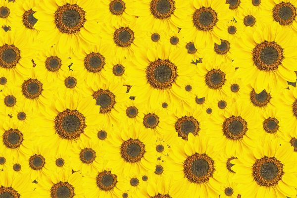PHOTOWALL / Sunflowers Surface (e84464)