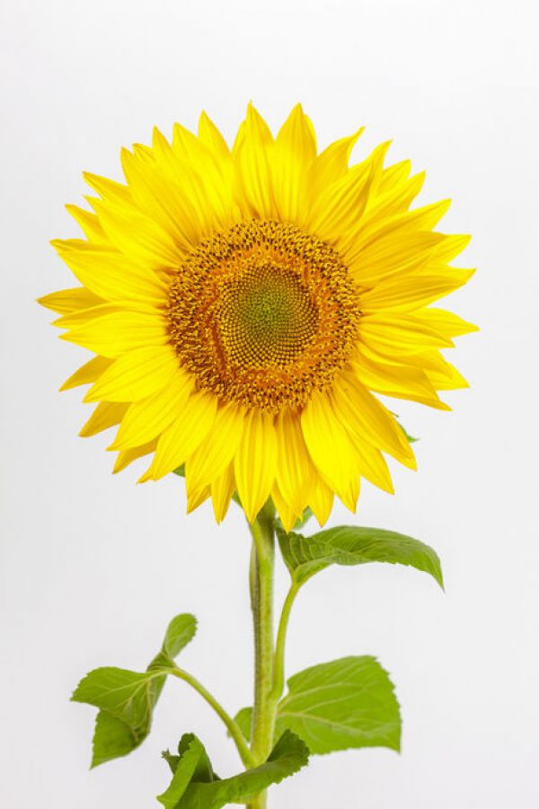 PHOTOWALL / Sunflower (e84540)