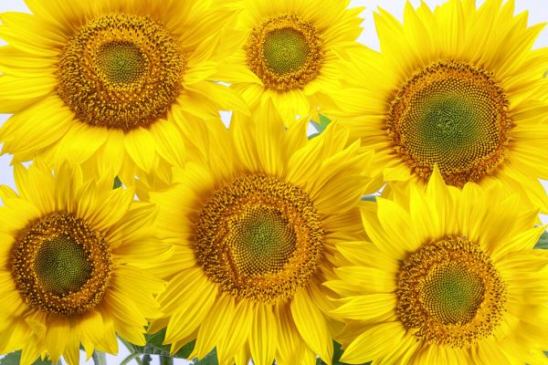 PHOTOWALL / Yellow Sunflowers (e84541)