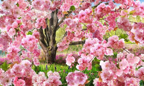 PHOTOWALL / Elegant Sakura Pink (e84855)