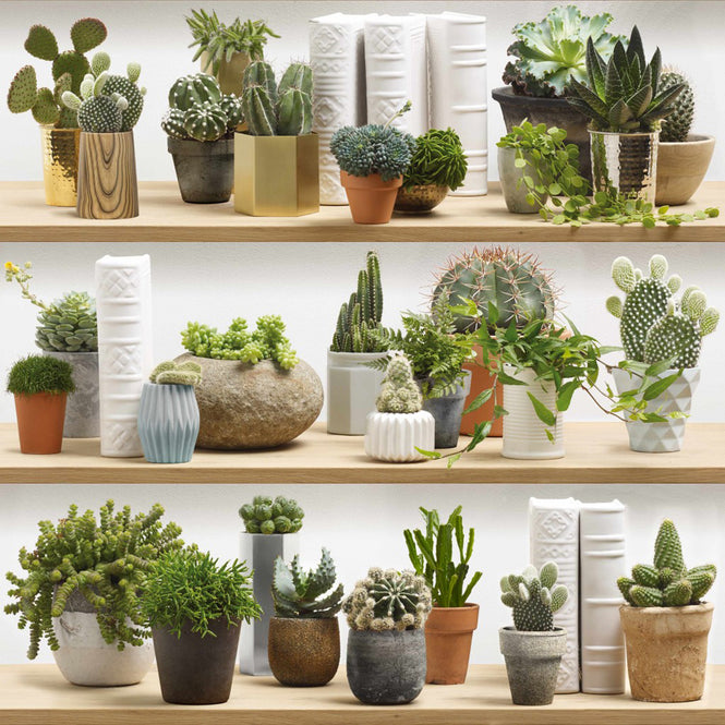 【切売m単位】KOZIEL / STYLIZED CACTUS ON SHELVES WALLPAPER 8888-402