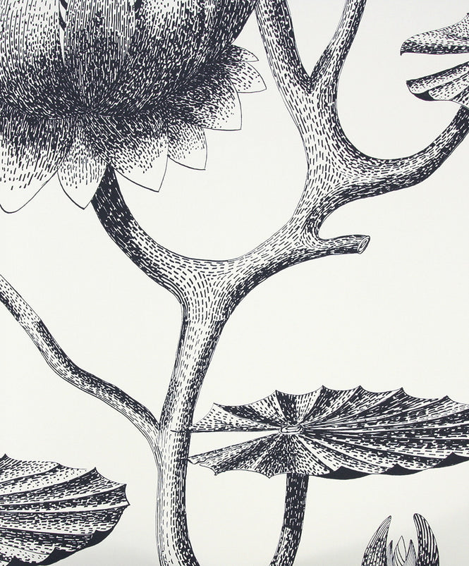 Cole&Son / CONTEMPORARY RESTYLED / Lily 95/4020