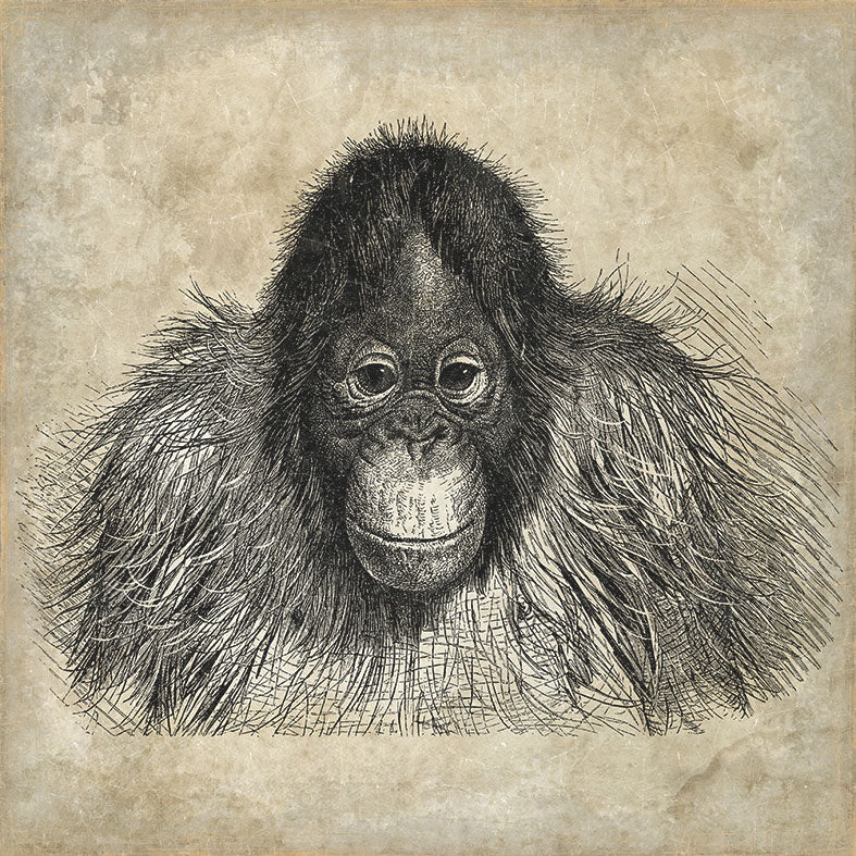 【WALL ART】 ALFONZ / 1/8 SAVANE ALF00566DC (Orangutan)