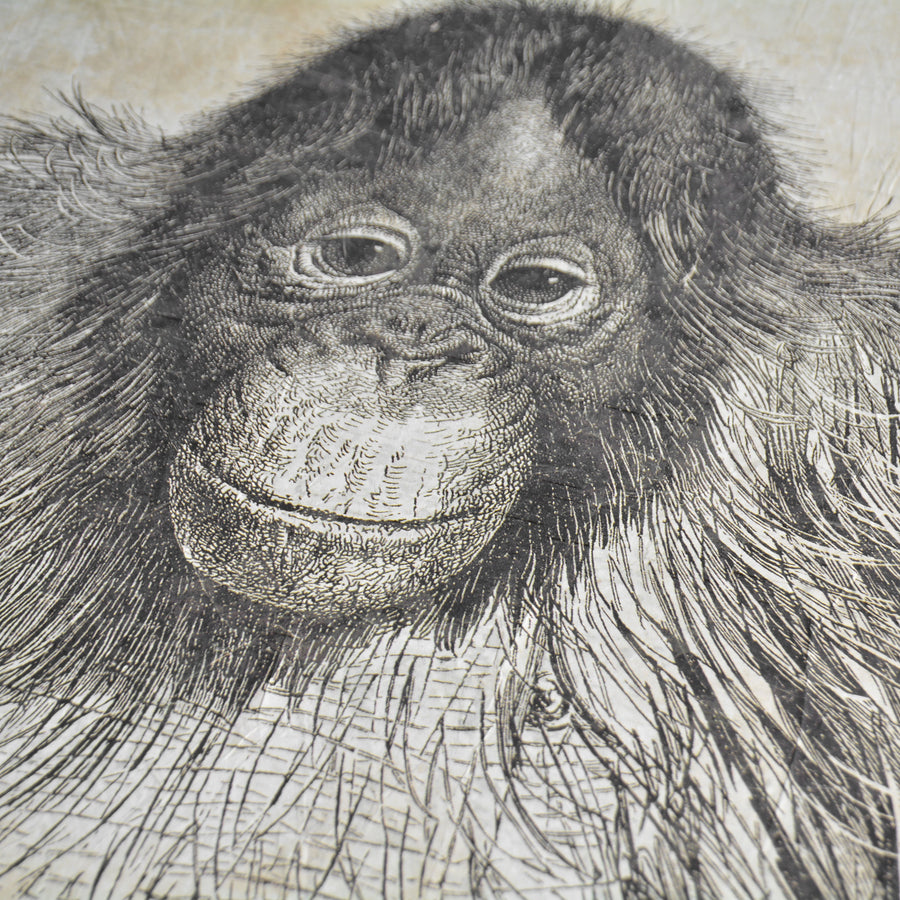 【WALL ART】 ALFONZ / 1/8 SAVANE ALF00566DC (Orangutan)