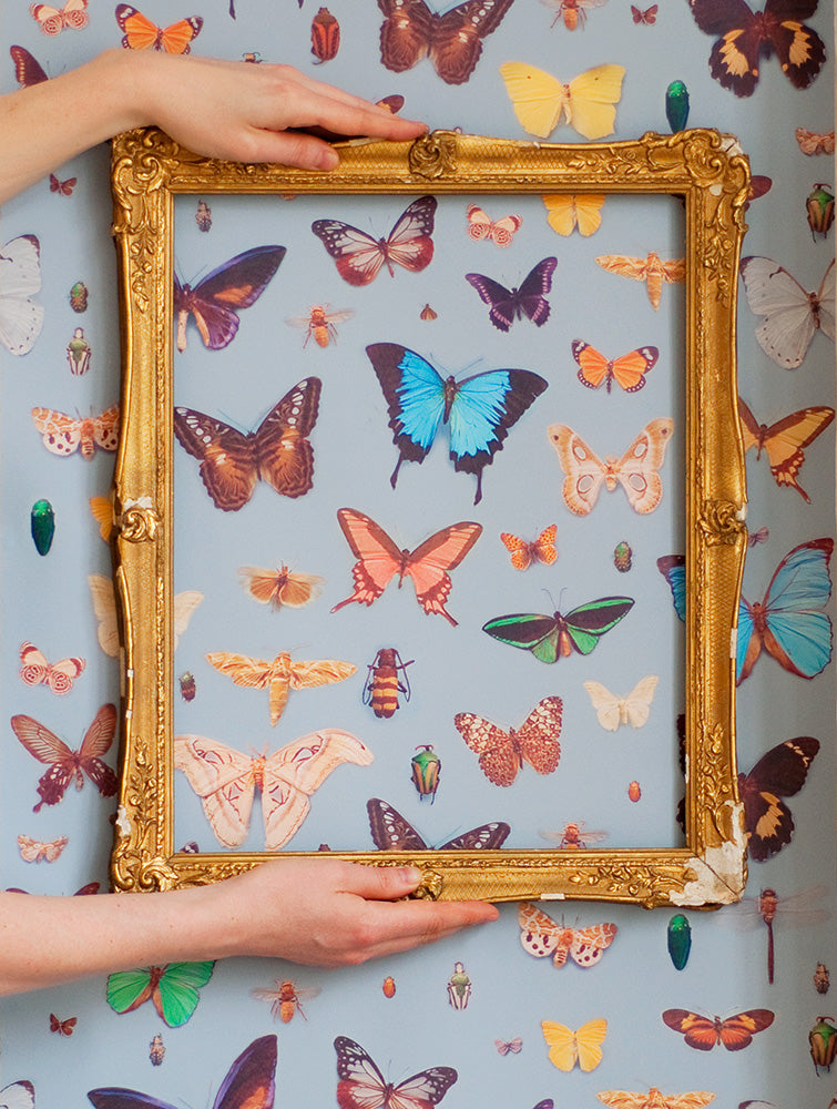 Ella Doran / Bugs and Butterflies