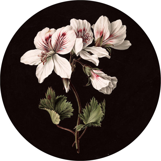 KEK Amsterdam / LANDSCAPES & MARBLE / WALLPAPER CIRCLES WHITE FLOWERS CK-071