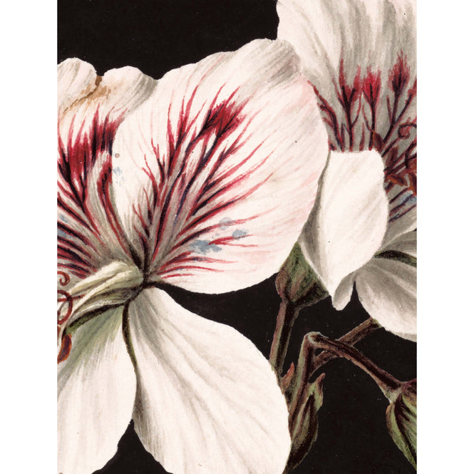 KEK Amsterdam / LANDSCAPES & MARBLE / WALLPAPER CIRCLES WHITE FLOWERS CK-071