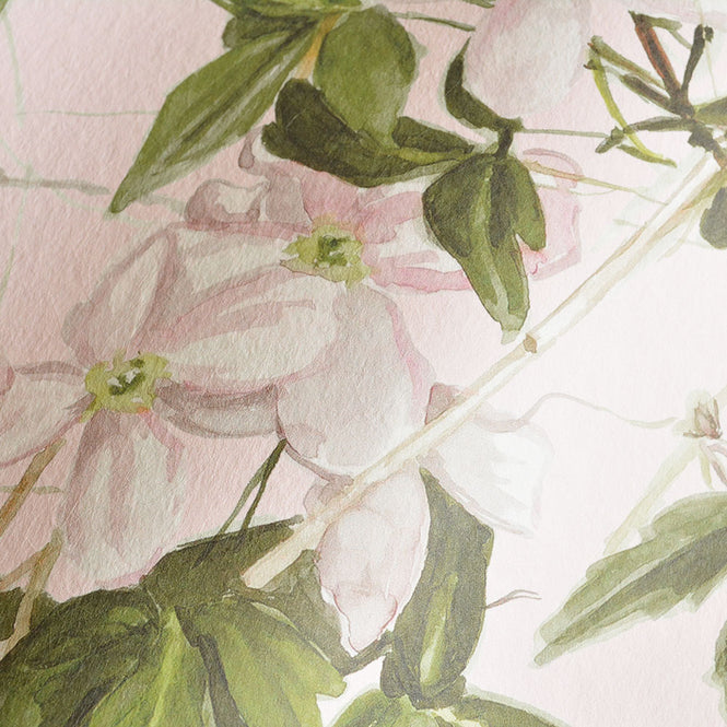 Sian Zeng / Clematis Mural Wallpaper / Pink ClemP 【3パネル1セット】