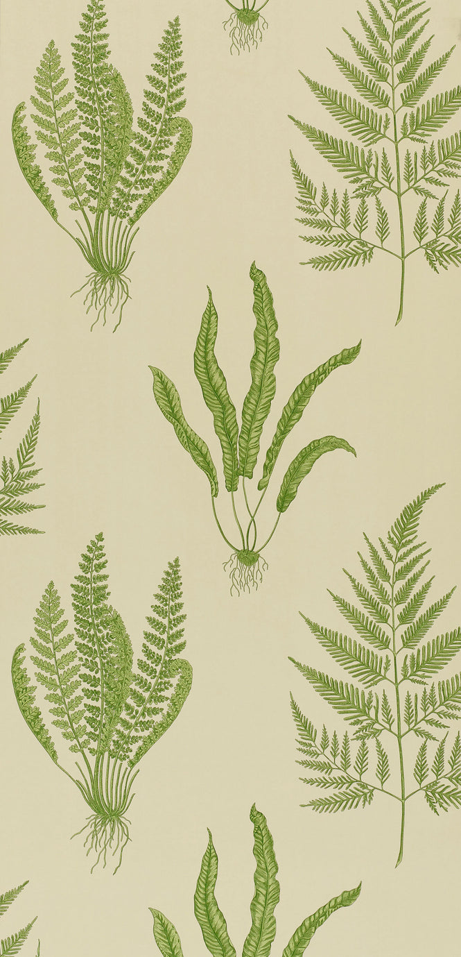 Sanderson / ONE SIXTY WALLPAPER COLLECTION / Woodland Ferns Green DAPGWO102