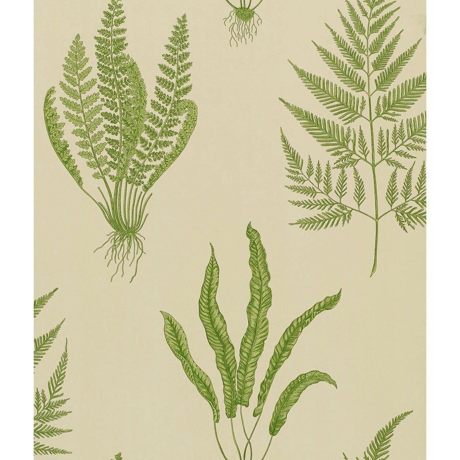 Sanderson / ONE SIXTY WALLPAPER COLLECTION / Woodland Ferns Green DAPGWO102