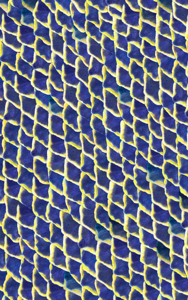 coordonne / ESSENTIA 150/50 Fish skin Blue / 5800032