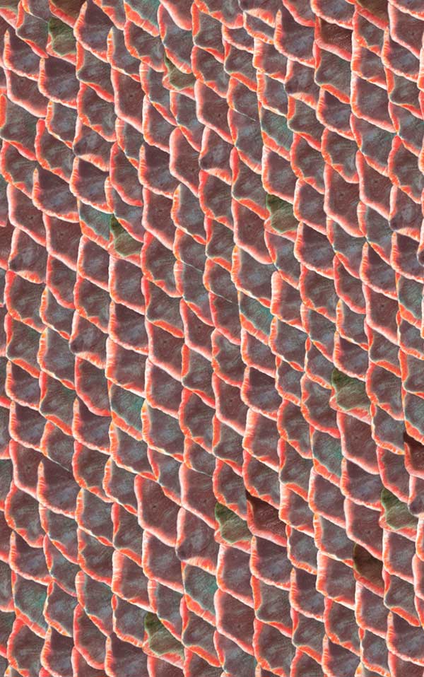 coordonne / ESSENTIA 150/50 Fish skin Red / 5800031