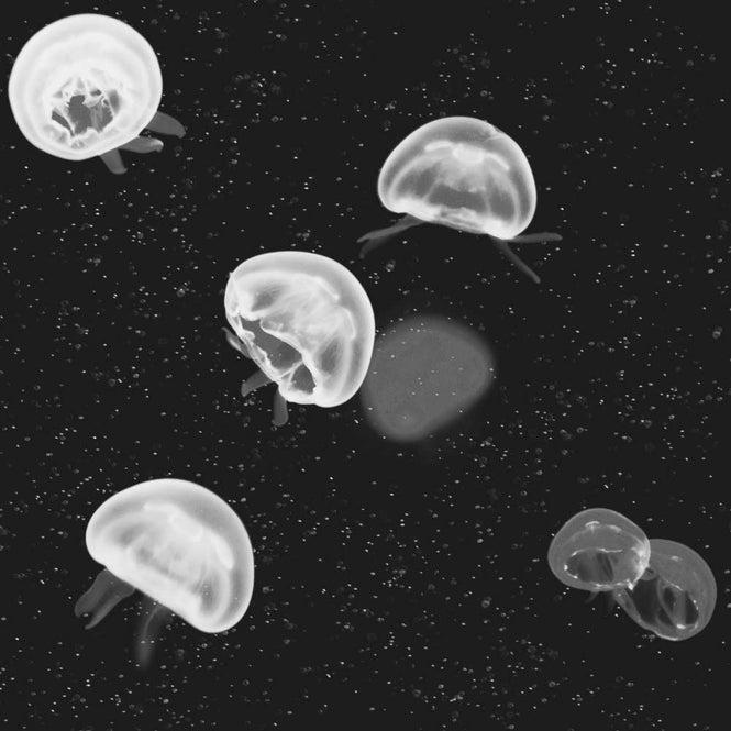 coordonne / ESSENTIA 150/50 Jellyfish Black / 5800012
