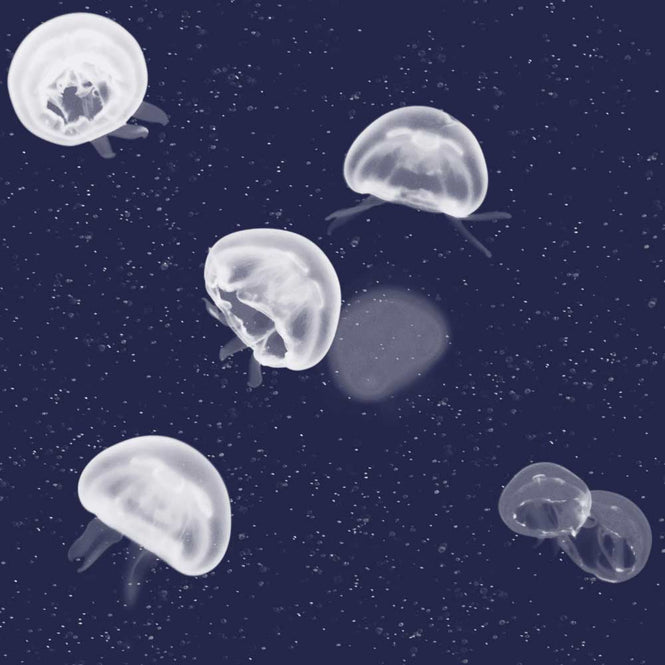 coordonne / ESSENTIA 150/50 Jellyfish Blue / 5800011