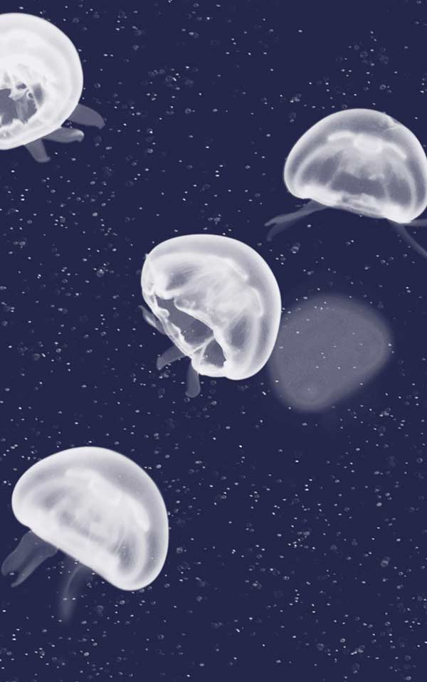 輸入壁紙 coordonne / ESSENTIA 150/50 Jellyfish Blue / 5800011