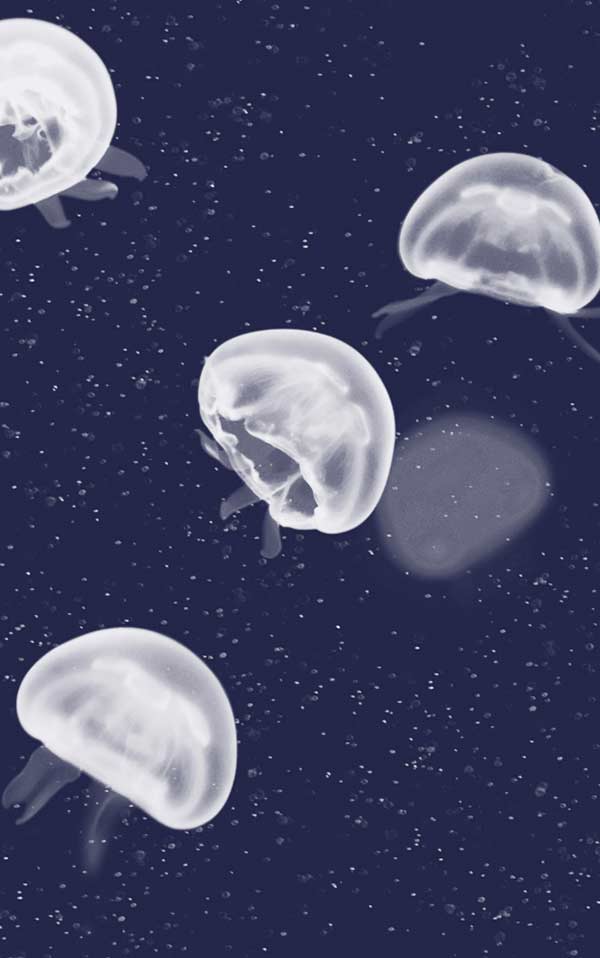 coordonne / ESSENTIA 150/50 Jellyfish Blue / 5800011