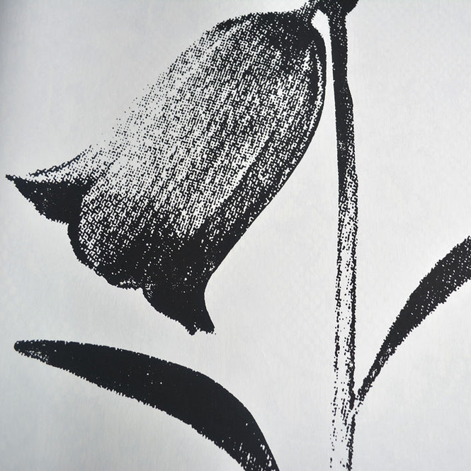 Tracy Kendall / Large Harebell