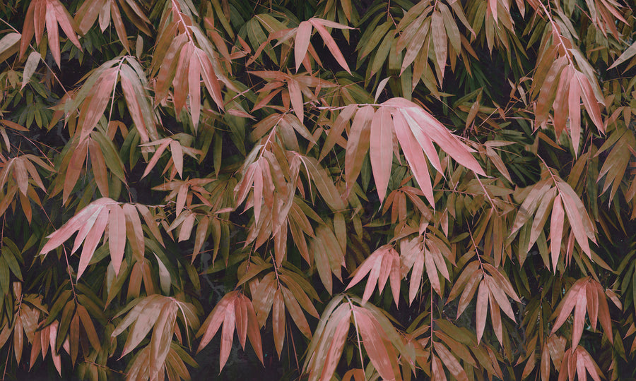 Elli Popp / Bamboo Breeze-Red / PM165-05 mica