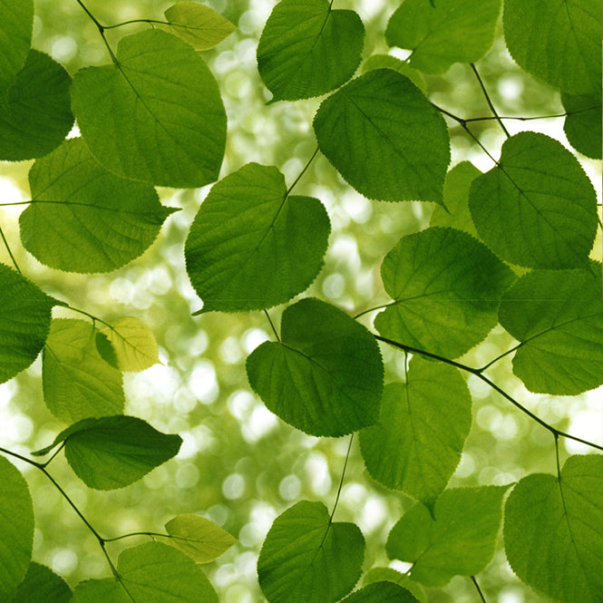 Ella Doran / Sunlight through Leaves