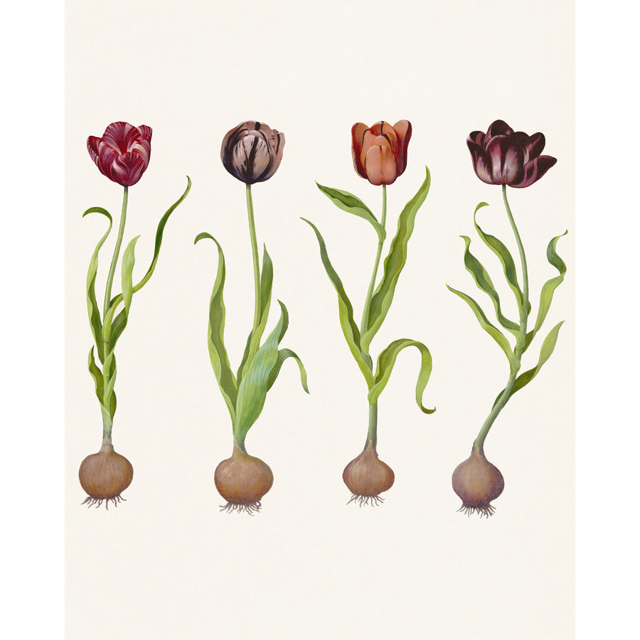 Andrew Martin / SCHOLAR / Tulips
