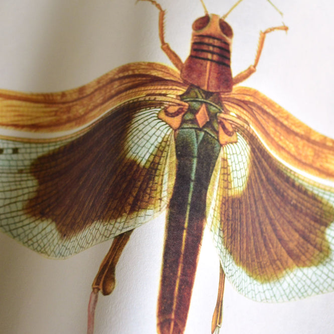 MINDTHEGAP /  ENTOMOLOGY WP20233