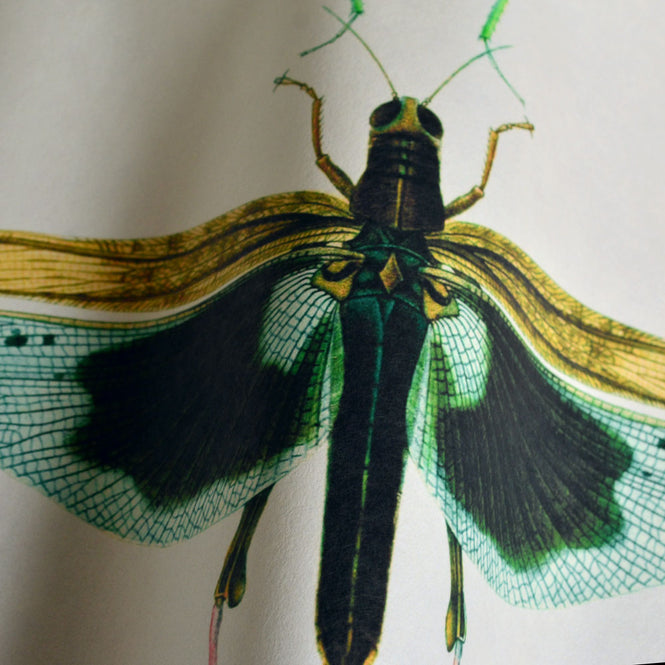 MINDTHEGAP /  ENTOMOLOGY Green WP20234
