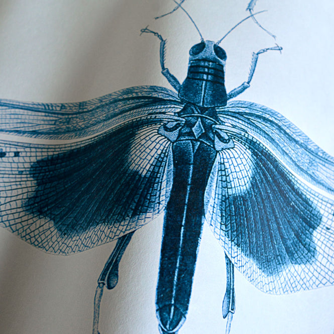 MINDTHEGAP /  ENTOMOLOGY Blue WP20235