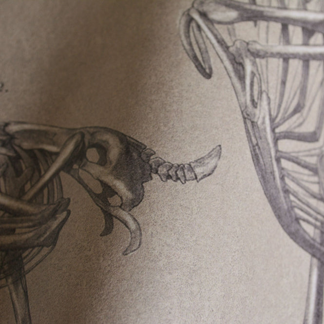 MINDTHEGAP /  ZOOARCHAEOLOGY WP20236