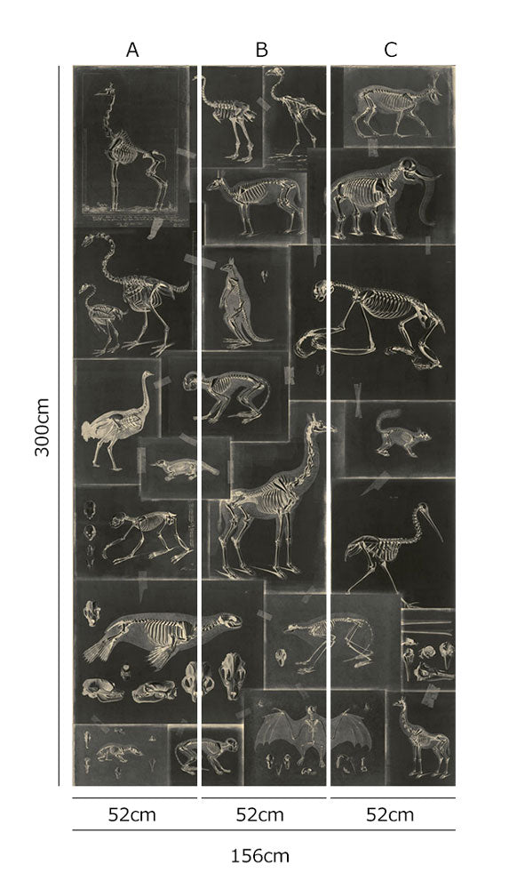 MINDTHEGAP /  ZOOARCHAEOLOGY Anthracite WP20237