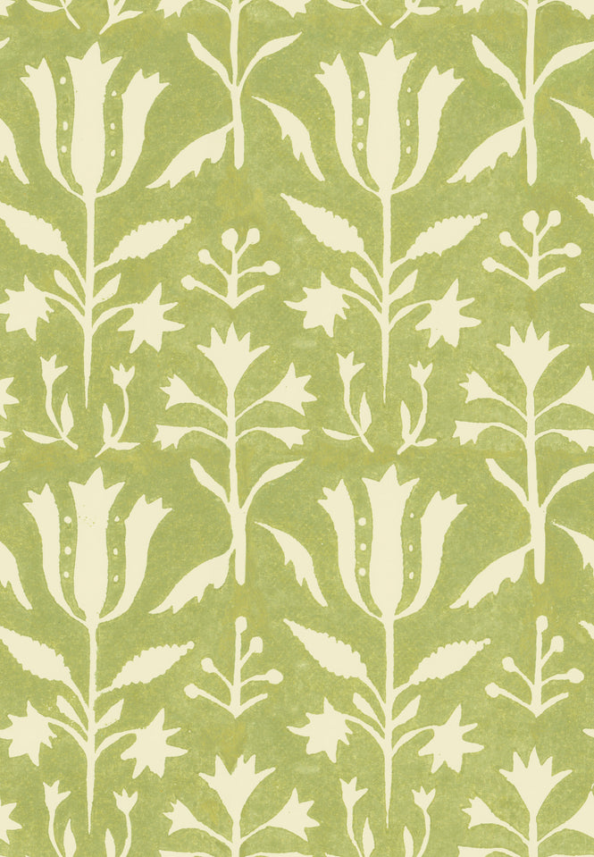 MINDTHEGAP / TRANSYLVANIAN ROOTS / TULIPAN Beechnut WP30032